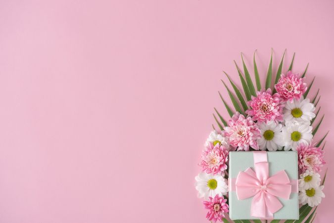 Pink daisies with gift box on pink background