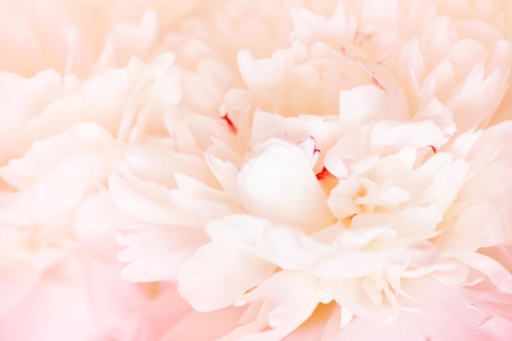 Close up of light pink peony