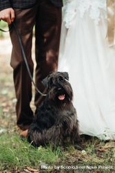 Bride and groom with dog outdoor 42l830