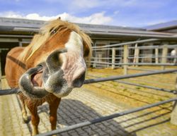 Horse making faces