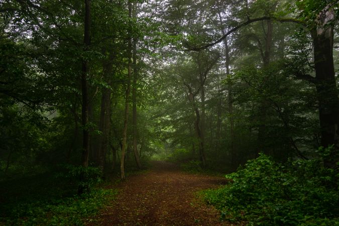 Misty morning in lush forest