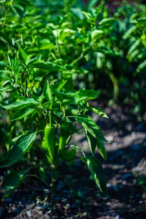Farm field with green chilli pepper growing in the sun