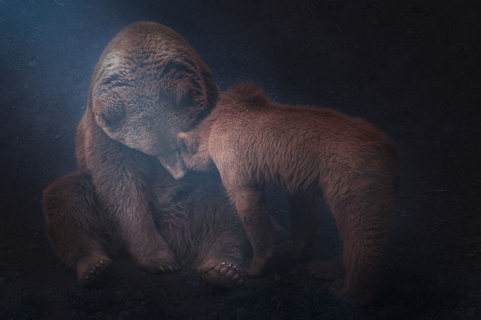 Mother bear playing with bear cubs
