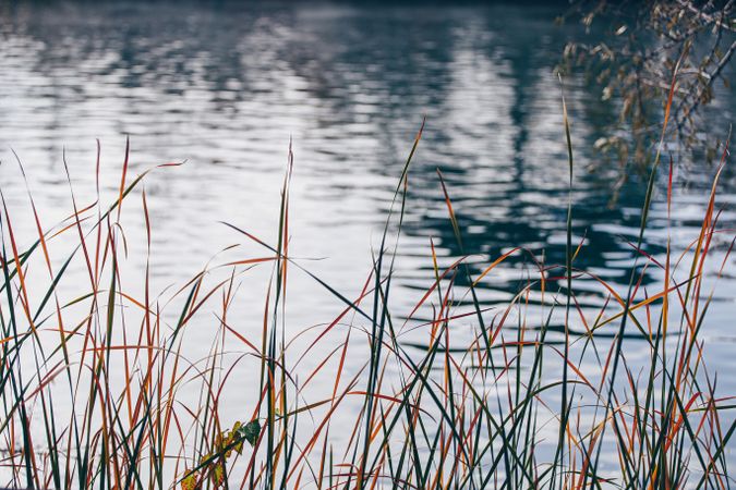 Orange plants around of calm pond water in autumn park