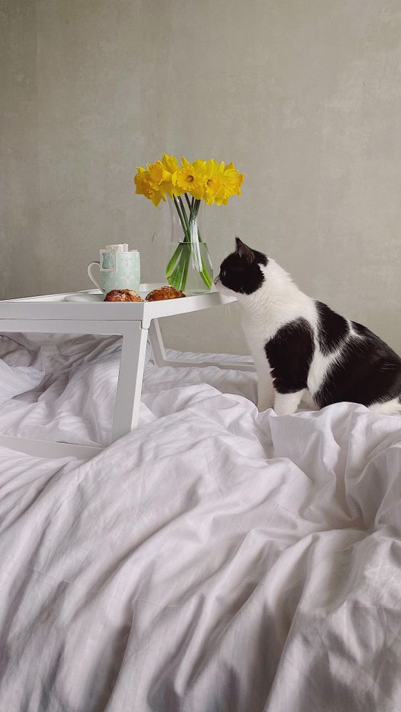 Cat looking at plate of breakfast rolls