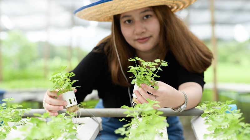 Asian woman farmer showing hydroponics vegetables in greenhouse, smart farm.