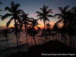Silhouette of coconut trees during sunset in Mirissa, Sri Lanka 0PWpeb