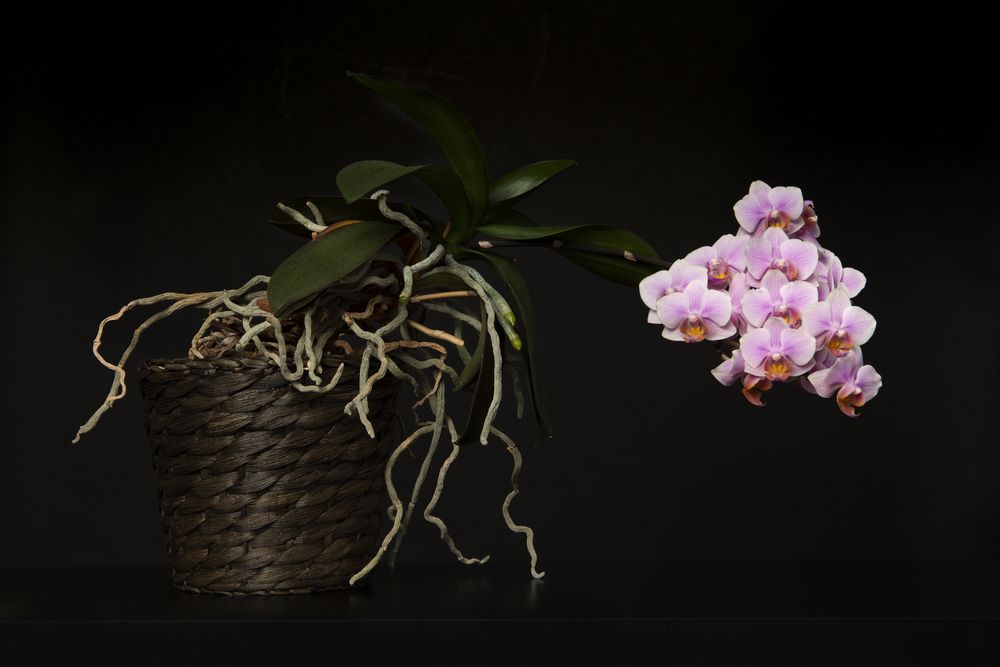 Blooming pink orchid in a flowerpot on a dark background