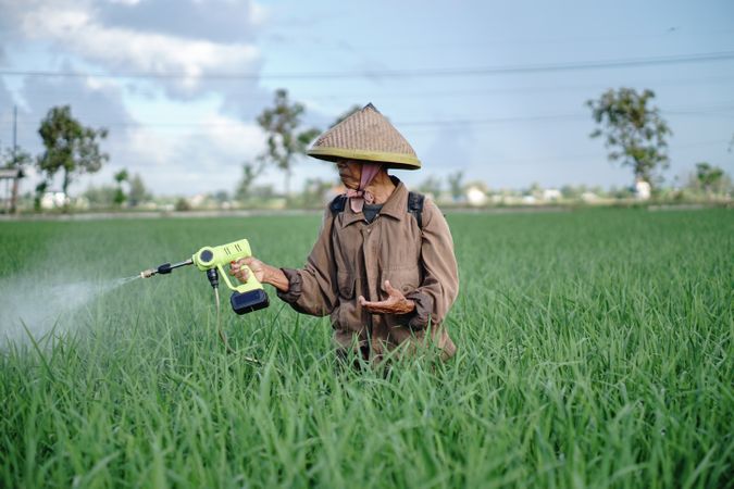 Front view of older Asian male farmer spraying pesticide on rice green field