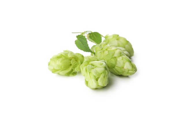 Fresh green hop isolated on light background