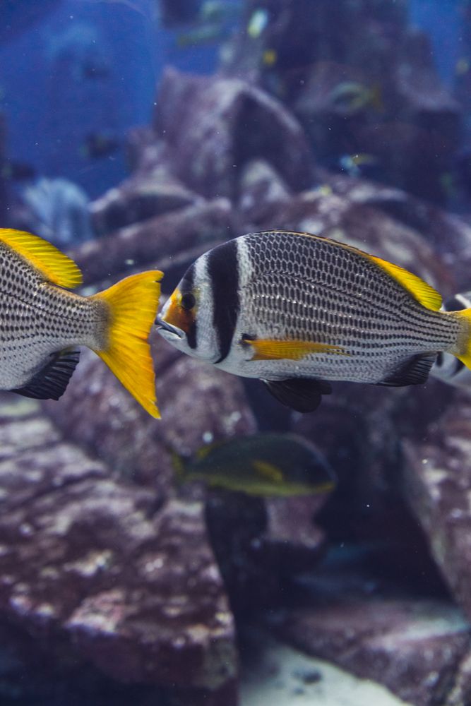 Exotic fish in aquarium