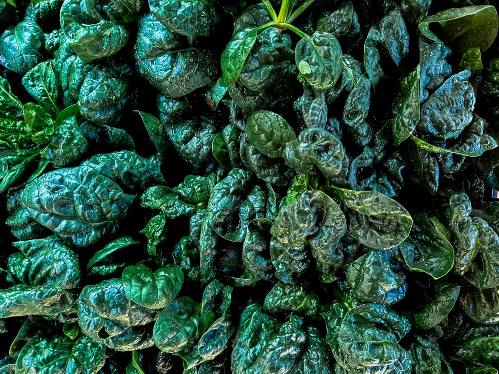 Fresh spinach for sale in market