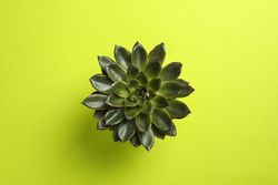 Beautiful succulent plant on color background, top view. Space for text