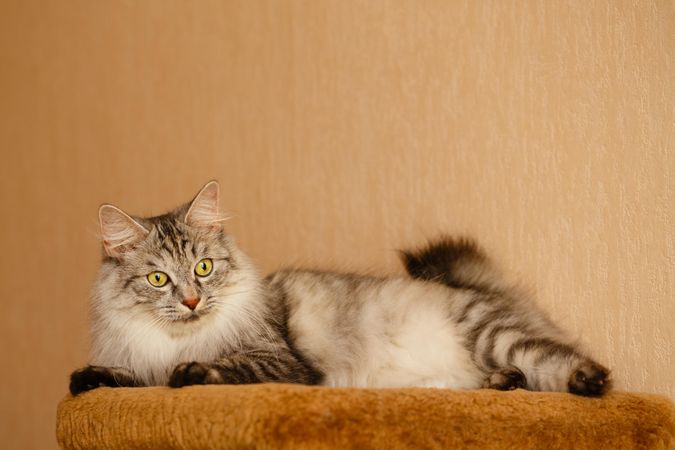 Grey cat relaxing on orange carpet platform