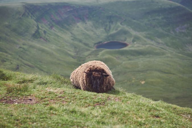Shaggy sheep sitting on the grass in the mountains