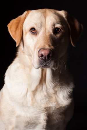Amazing dog staring at camera