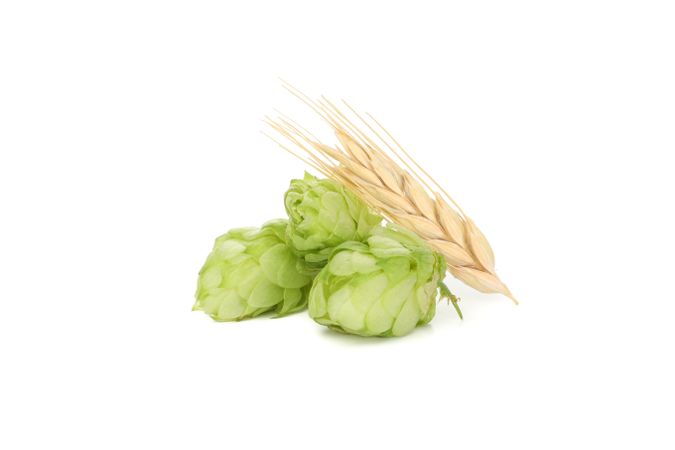 Hop and wheat isolated on light background