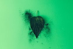 Green nettle leaf against green background with green dust