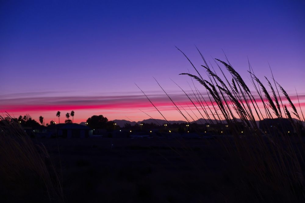 Inclined bush against sunset sky