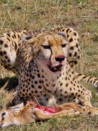 Cheetah eating prey in Kenya savanna during safari