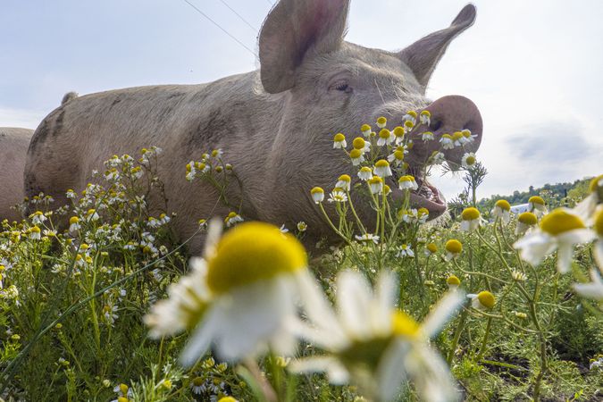 Copake, New York - May 19, 2022: Looking up at pig from field of daisies