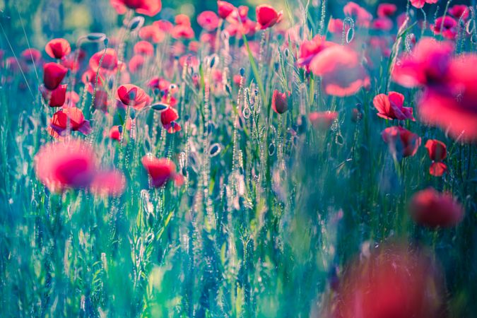 Long poppies in a field