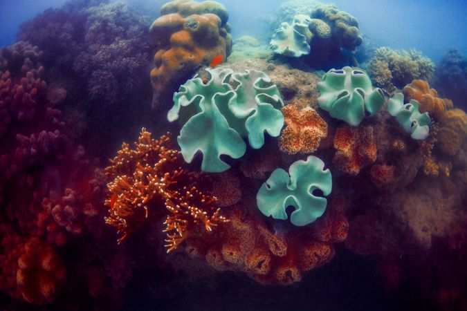 Different colored corals in sea