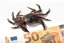 Brown crab and banknote 50 euros on table