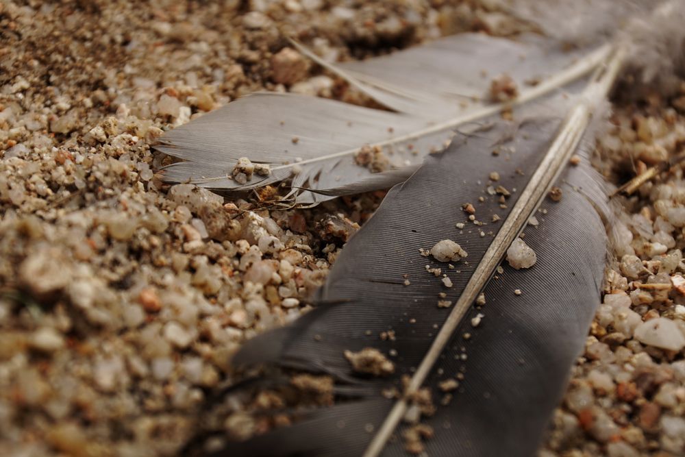 Bird feathers lying on ground