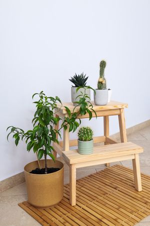 Cozy hobby - growing indoor plants at home