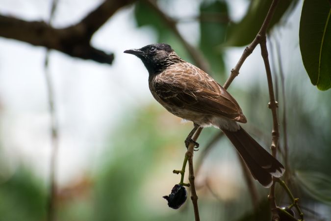 A Red-vented Bulbul sitting on a branch on a jamun tree in Mumbai, India