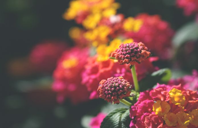 Beautiful tropical bush with small red-yellow flowers. Flowers background.
