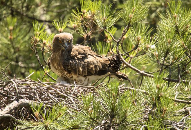 Eagle near newborn bird in nest