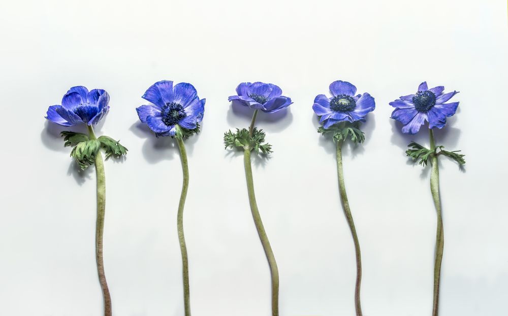 Purple blooming Anemone flowers setting. Springtime and summer flower pattern. Top view.