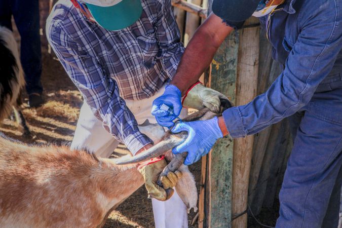 Veterinarian curing domestic animal