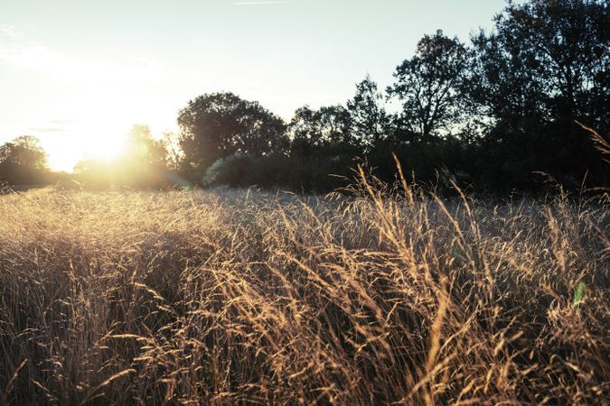 Tall grass in rural field