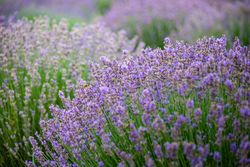Landscape with flowering lavender field