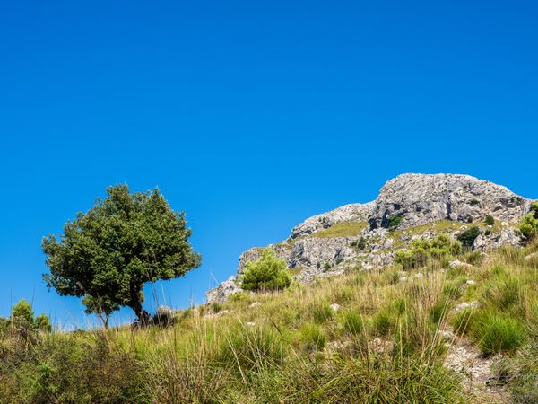 Shrubs and tree near rocky cliff