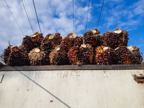 Fresh Oil Palm Fruit Bunches Loaded on Truck for Export