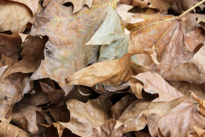 Dried fallen leaves