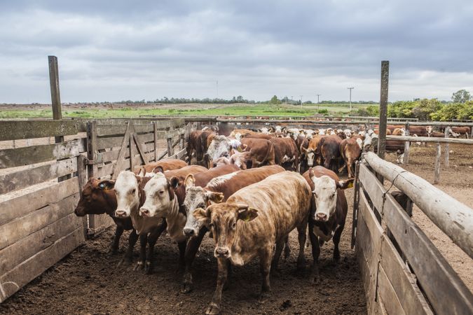 Flock of cows in paddock on farm