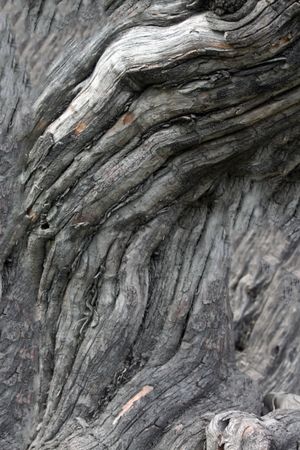 Close up texture of dry tree trunk