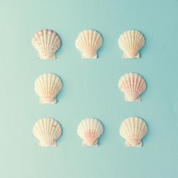 Seashell pattern on  pastel blue background