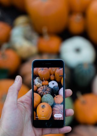 Person taking photos of pumpkins