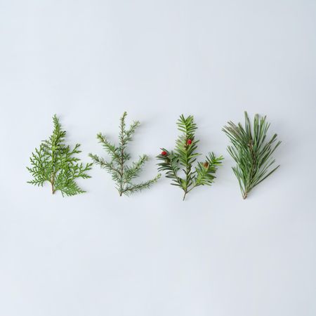 Holiday pine tree branches in a row on a light background