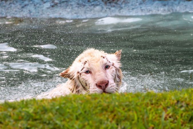 Tiger Taking Bath