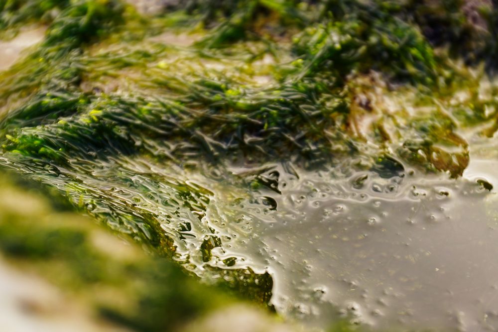 Wet algae on stone
