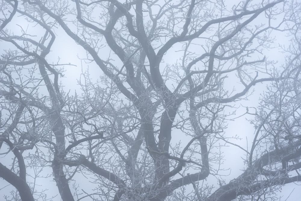 Close up of a leafless tree in winter