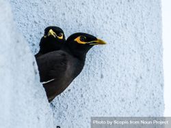 Common myna on light building wall 0LZoX4