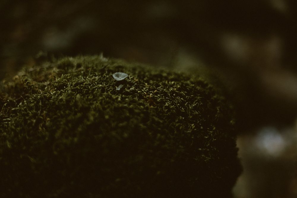 Little pale flower growing on lichen mat